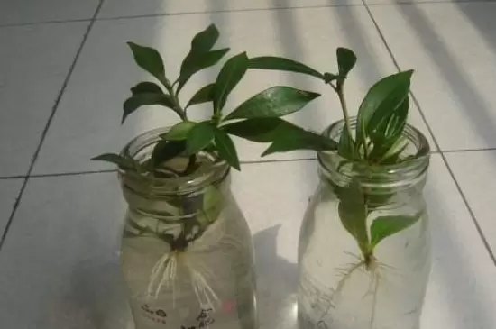 生根粉可以浇土里吗 生根粉可以浇土里吗