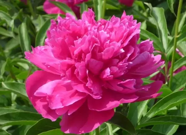 芍药花的花语是什么? 芍药花的花语是什么?