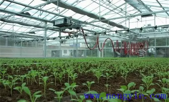 温室茄子温度管理要求 温室茄子温度管理要求