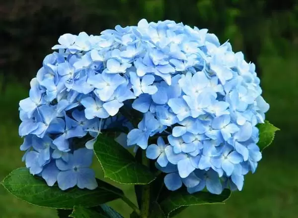 绣球花的花语是什么? 绣球花的花语是什么?