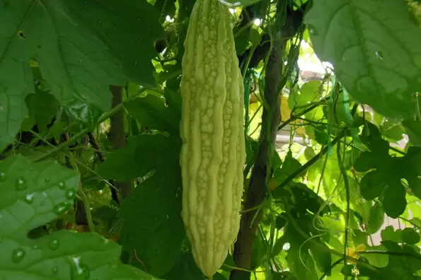 苦瓜有什么营养 苦瓜有什么营养