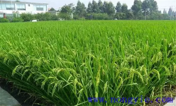 水稻颖壳张开、不灌浆原因是什么,如何解决? 水稻颖壳张开、不灌浆原因是什么,如何解决?
