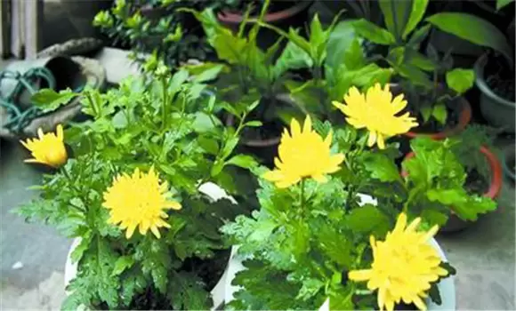 盆栽菊花种植方法,菊花种植注意事项知多少 盆栽菊花种植方法,菊花种植注意事项知多少