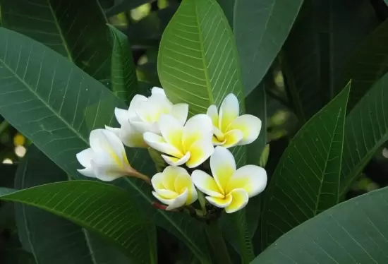 花卉的分类:常见的三大种分类 花卉的分类:常见的三大种分类