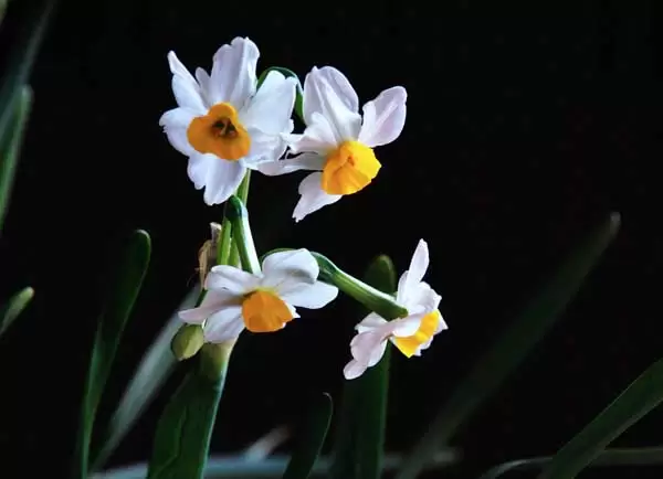 水仙花的花语和传说 水仙花的花语和传说