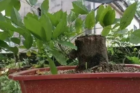 生桩最快生根办法 生桩最快生根办法