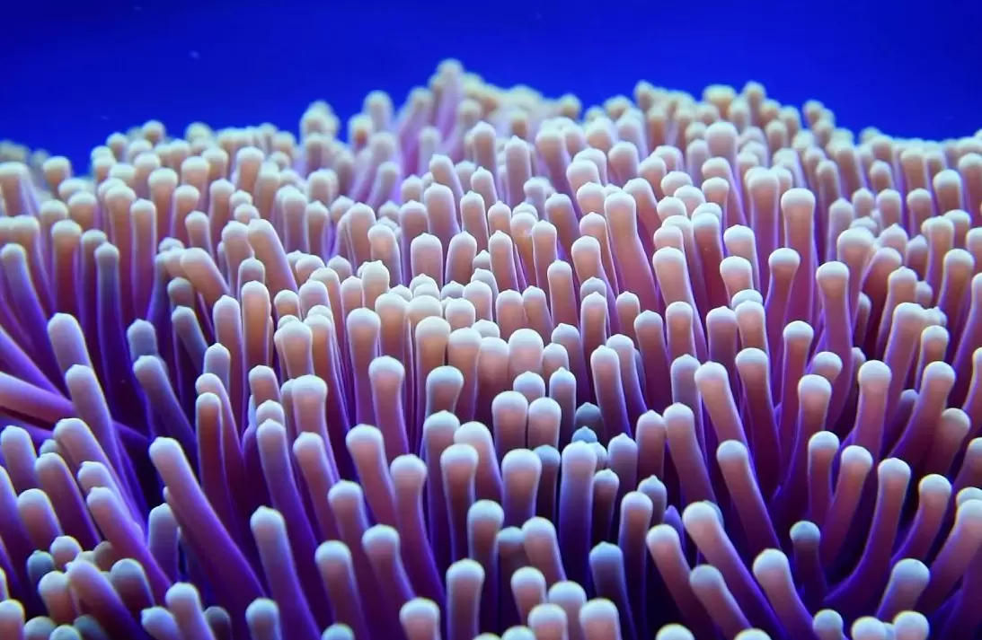 现今仍存活的古老的海洋生物有哪些?如何人工繁育保护? 现今仍存活的古老的海洋生物有哪些?如何人工繁育保护?