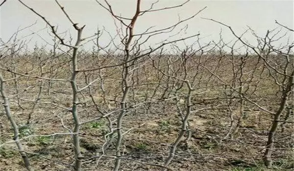 种植枣树的间距是多少 种植枣树的间距是多少
