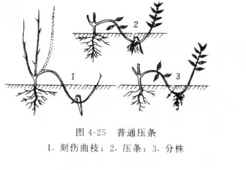 花卉繁殖