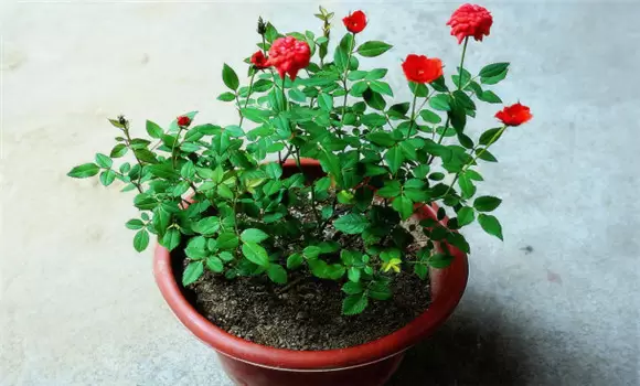 盆栽月季花养殖方法 盆栽月季花养殖方法