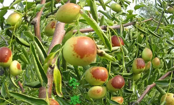 种植冬枣树要了解冬枣树的习性 种植冬枣树要了解冬枣树的习性