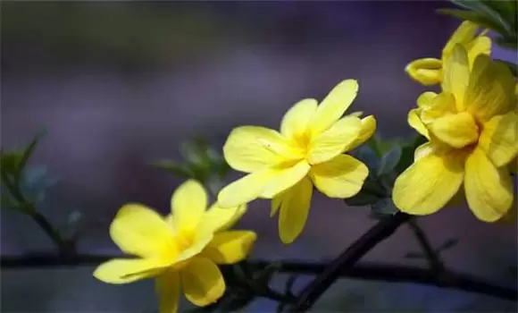 盆栽迎春花怎么养效果好 盆栽迎春花怎么养效果好
