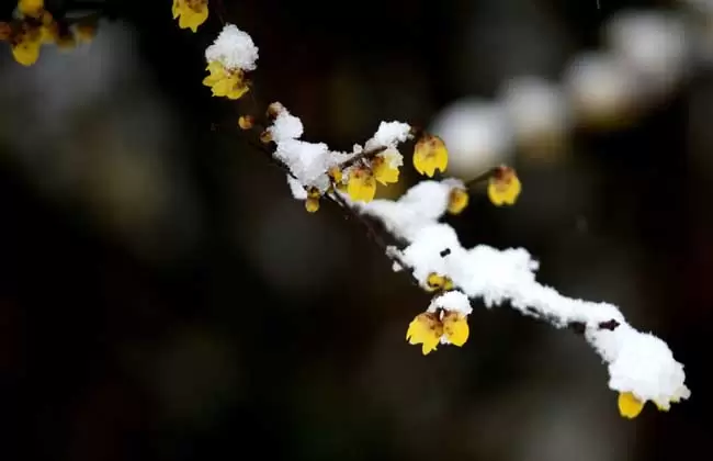 腊梅和梅花的区别 腊梅和梅花的区别