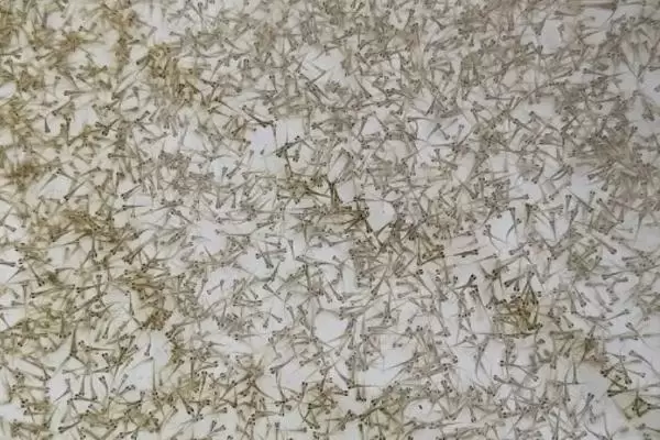 水花苗的养殖要点,养殖前用生石灰将池塘进行消毒杀虫 水花苗的养殖要点,养殖前用生石灰将池塘进行消毒杀虫