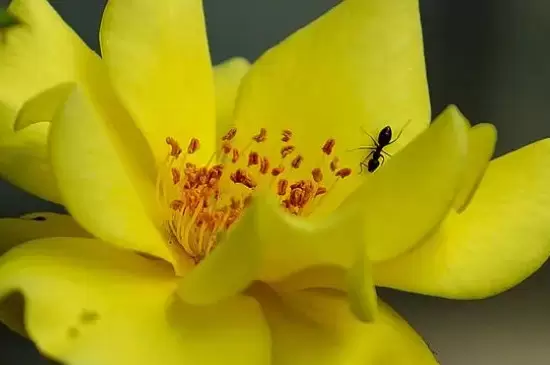 花盆里有蚂蚁窝怎么办能除根 花盆里有蚂蚁窝怎么办能除根