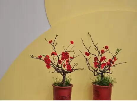 腊梅花怎么养 腊梅花怎么养