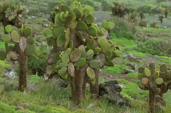 耐热耐旱的花卉有哪些 耐热耐旱的花卉有哪些