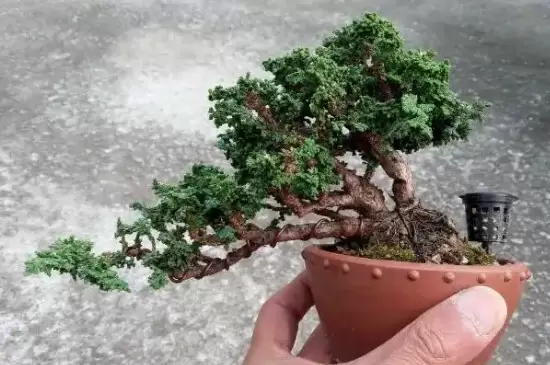 石化桧盆景的养护方法 石化桧盆景的养护方法
