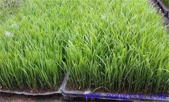 水稻育秧苗床地虫害防治方法 水稻育秧苗床地虫害防治方法