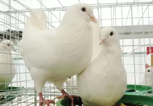 肉鸽养殖中选留种鸽的评定标准插图