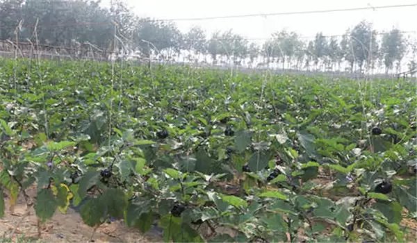 秋茄子种植技术要点与步骤 秋茄子种植技术要点与步骤