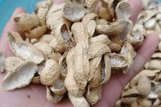 花生壳直接拌土养花可以吗 花生壳直接拌土养花可以吗