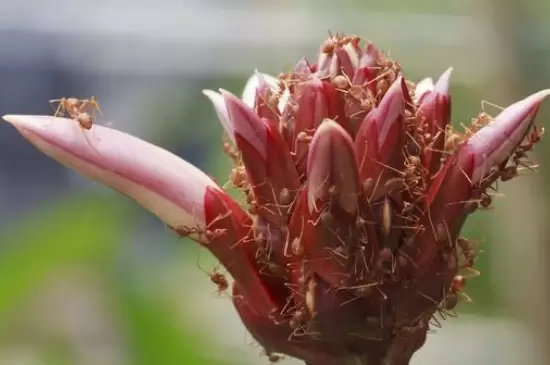 花盆里有蚂蚁窝怎么办能除根 花盆里有蚂蚁窝怎么办能除根