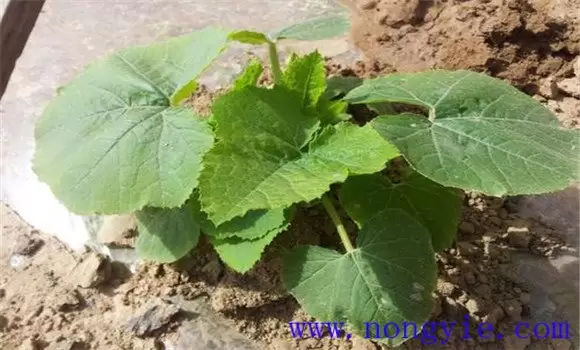 砍瓜的种植方法 砍瓜的种植方法