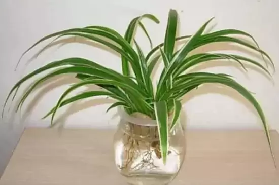 花的品种有哪些 花的品种有哪些