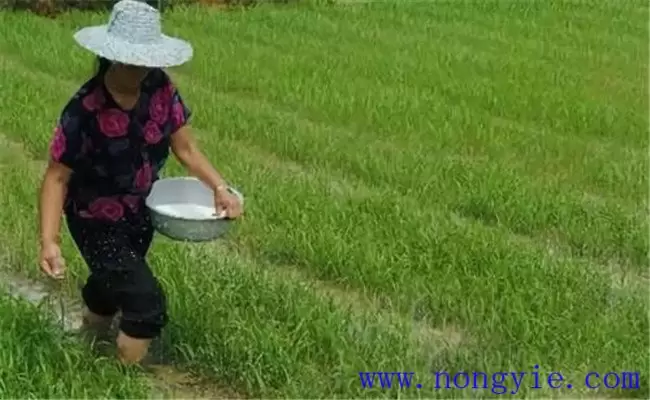 水稻用什么肥料好?水稻施肥需要注意的事项 水稻用什么肥料好?水稻施肥需要注意的事项