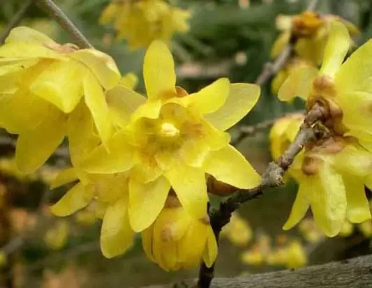腊梅的花语是什么?