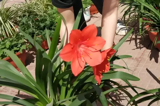花移盆之后可以马上就浇水吗 花移盆之后可以马上就浇水吗