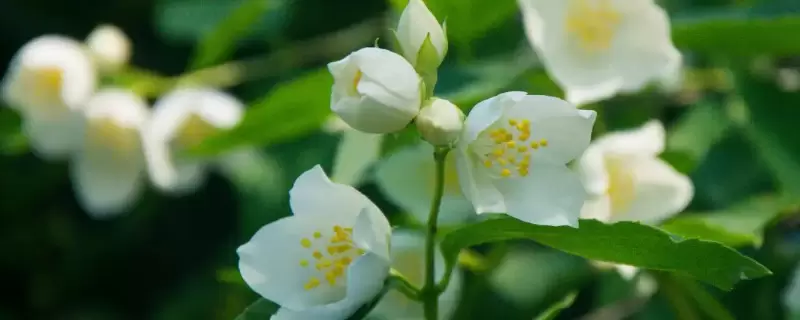 花分类 花分类