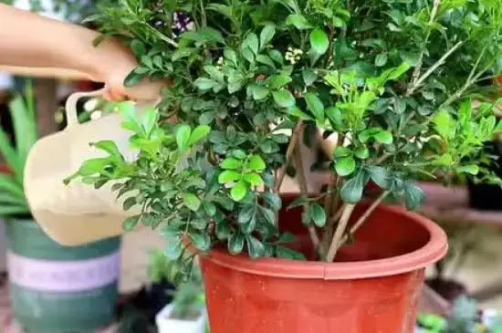 硫酸亚铁可以浇哪些植物 硫酸亚铁可以浇哪些植物