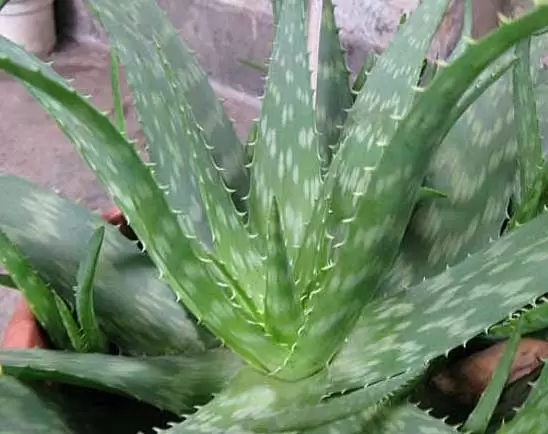 芦荟的品种及图片 芦荟的品种及图片