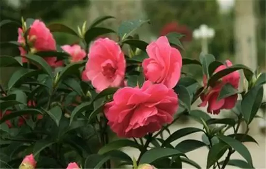 盆栽山茶花养殖关键技术:如何用土、换盆、浇 盆栽山茶花养殖关键技术:如何用土、换盆、浇