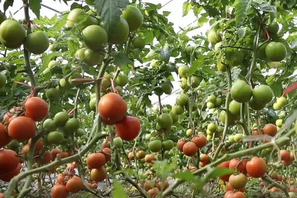 种植大棚西红柿能否赚钱,主要取决于市场、产量、投入等条件 种植大棚西红柿能否赚钱,主要取决于市场、产量、投入等条件