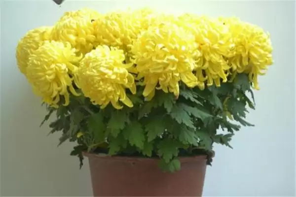 盆栽菊花怎么养 盆栽菊花怎么养