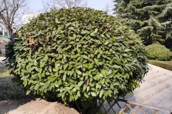 耐寒的室外绿植有哪些 耐寒的室外绿植有哪些