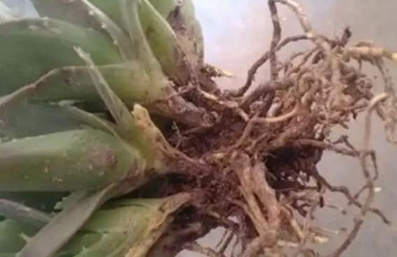 芦荟叶子发黄干瘪枯萎怎么办 芦荟叶子发黄干瘪枯萎怎么办