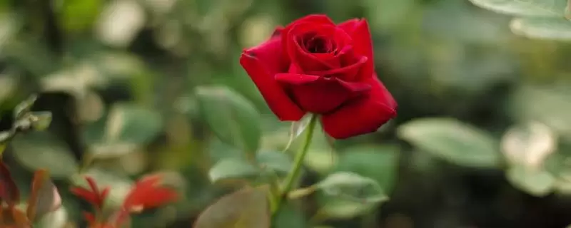 种一亩玫瑰花的成本,以及利润分析 种一亩玫瑰花的成本,以及利润分析