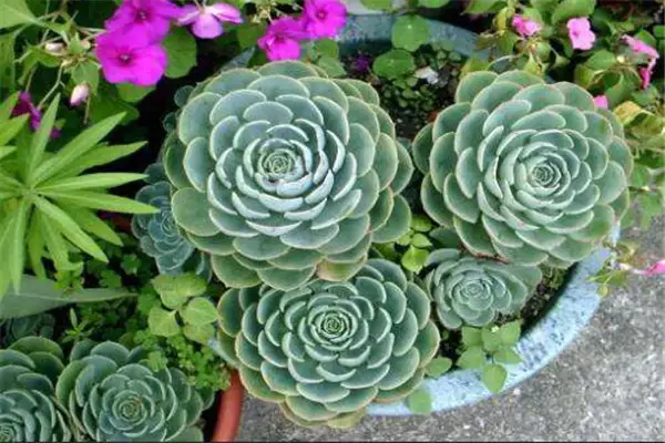 石莲花盆栽关键技术 石莲花盆栽关键技术