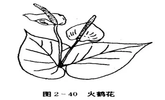 火鹤花怎么养,怎么养火鹤花效果好 火鹤花怎么养,怎么养火鹤花效果好