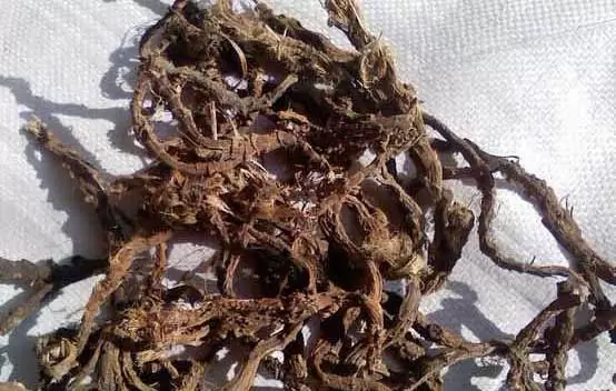 石菖蒲的功效与作用及副作用 石菖蒲的功效与作用及副作用