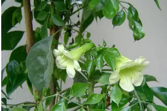 花开的寓意 花开的寓意