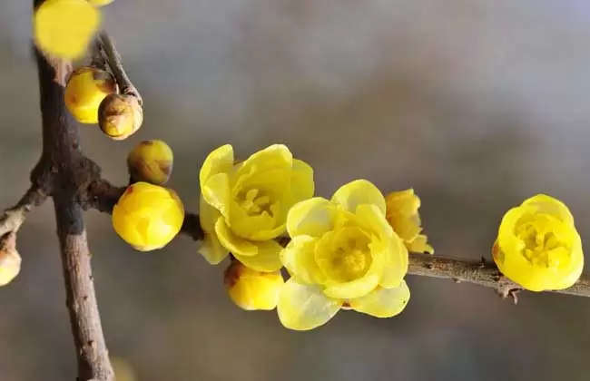 腊梅花茶的功效与作用 腊梅花茶的功效与作用