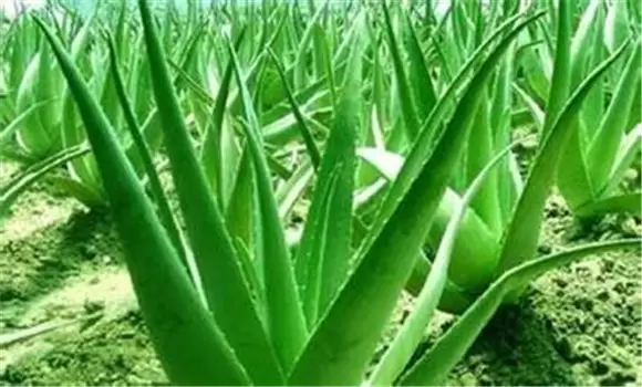 芦荟有哪些栽培品种 芦荟有哪些栽培品种
