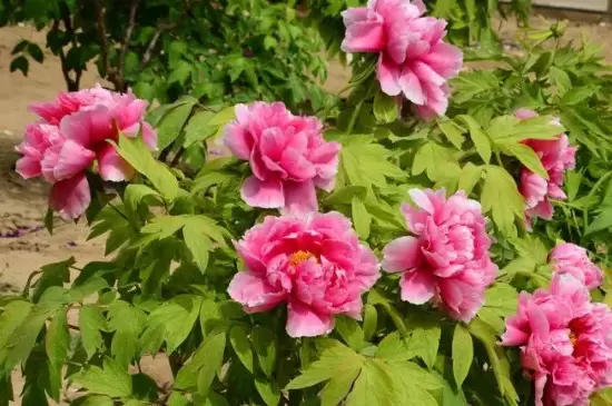 耐寒多年生草本花卉有哪些 耐寒多年生草本花卉有哪些