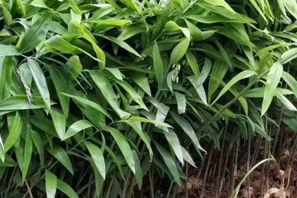 种植黄精需要多少成本,种植前景怎么样 种植黄精需要多少成本,种植前景怎么样