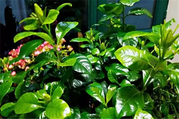 盆栽栀子花好养吗?告诉你栀子花盆栽怎样养殖 盆栽栀子花好养吗?告诉你栀子花盆栽怎样养殖